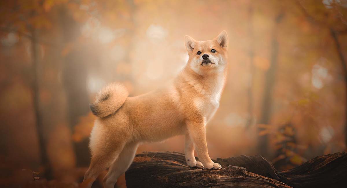 Baleias Shiba Inu aumentam posição lançamento do Shibarium chegando