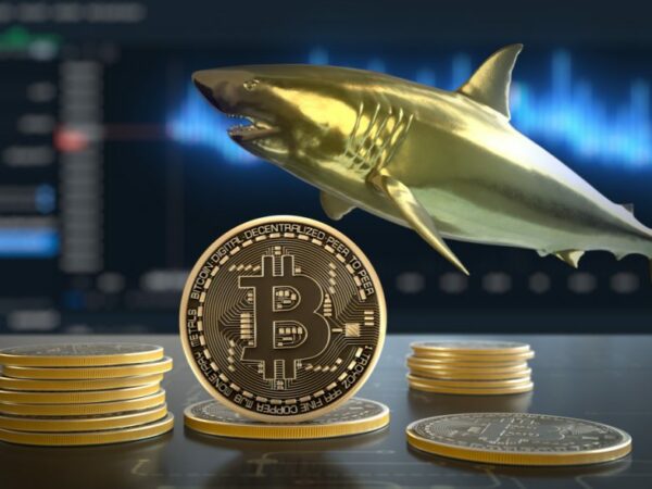 Bitcoin pode ir acima de US $ 50 mil devido a picos de acumulação derivados de baleias.