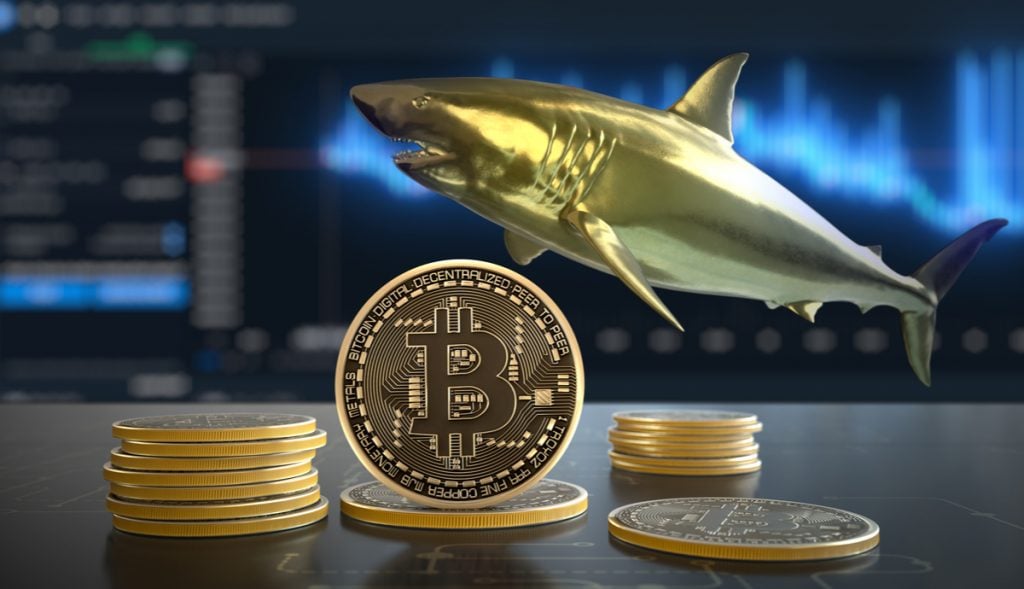 Bitcoin pode ir acima de US $ 50 mil devido a picos de acumulação derivados de baleias.