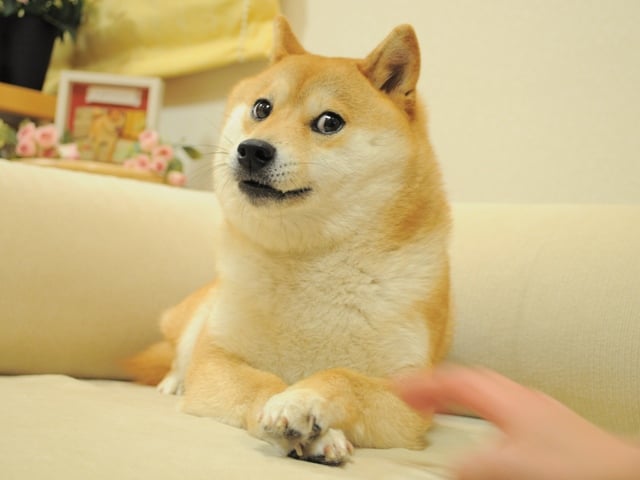 O cachorro da vida real por trás do memecoin DOGE está gravemente doente