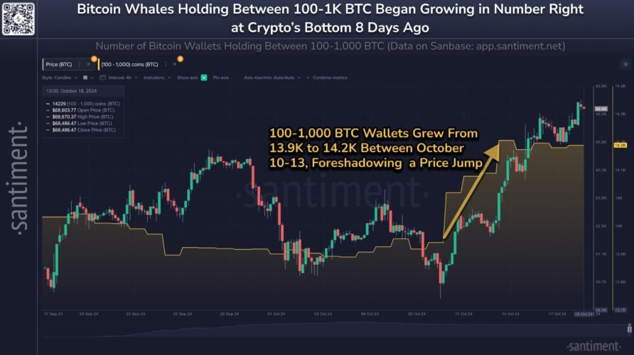 Número de baleias do Bitcoin cresceu substancialmente em meio à recente queda de preços; O que vem a seguir?