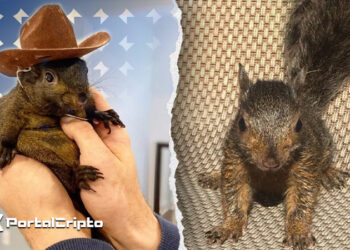 O que é Criptomoeda Peanut the Squirrel: Guia Completo Sobre Onde Comprar PNUT Crypto